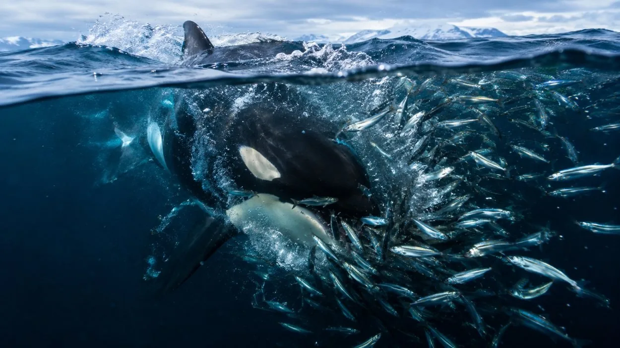 A tight ball of Norwegian spring-spawning herring below the surface — the shoals that pull orcas into the fjords north-east of Tromsø