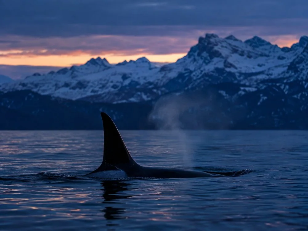An orca&rsquo;s tall dorsal fin cutting the surface of a Northern Norwegian fjord in blue midday twilight.