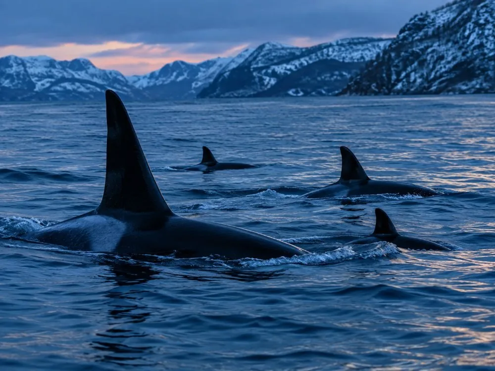 The heated saloon of a large whale-watching catamaran, panoramic windows fogged at the edges.